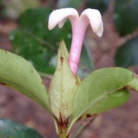 Gaertnera rosea Thwaites ex Benth.